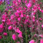 Daboecia cantabrica Andrea