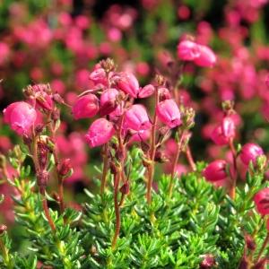 Daboecia cantabrica Angelina