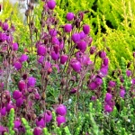 Daboecia cantabrica Vanessa