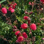 Daboecia cantabrica Waley´s Red