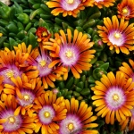 Delosperma Fireglow