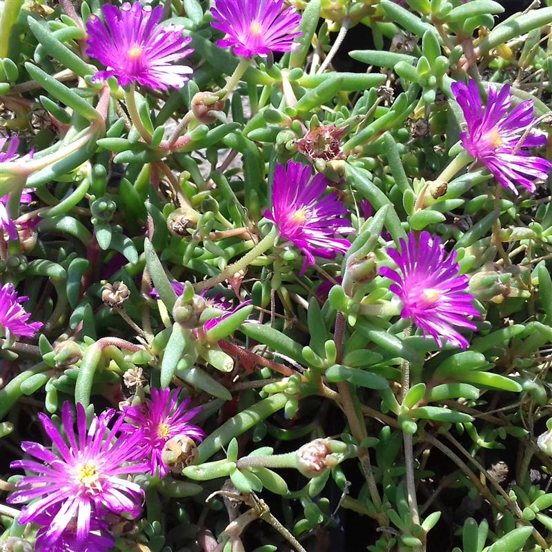 Delosperma Ice Cream Fuchsia