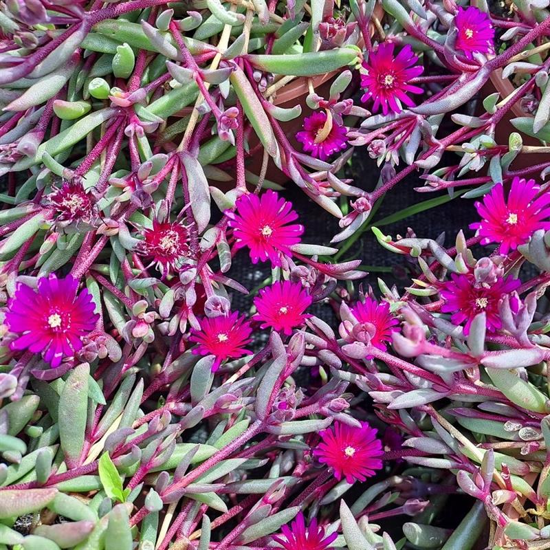 Delosperma x Desert Dancer Purple
