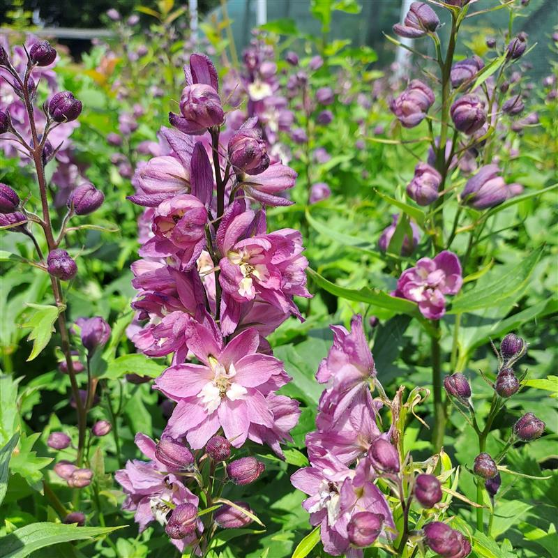 Delphinium elatum Delphina Pink White Bee