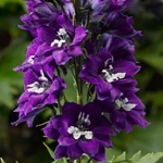 Delphinium elatum Delphina Dark Blue White Bee