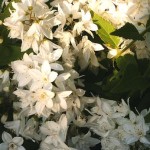 Deutzia gracilis 