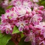 Deutzia x hybrida Strawberry Fields