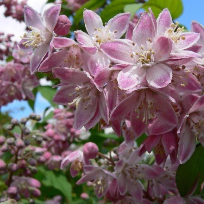 Deutzia x hybrida Tourbillon Rouge
