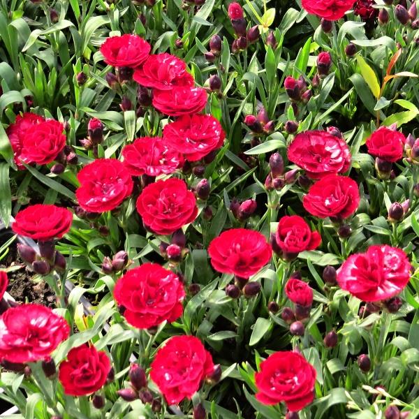 Dianthus caryophyllus Carmen