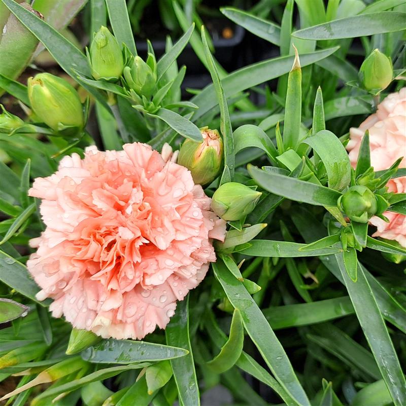 Dianthus Dynamic Apricot