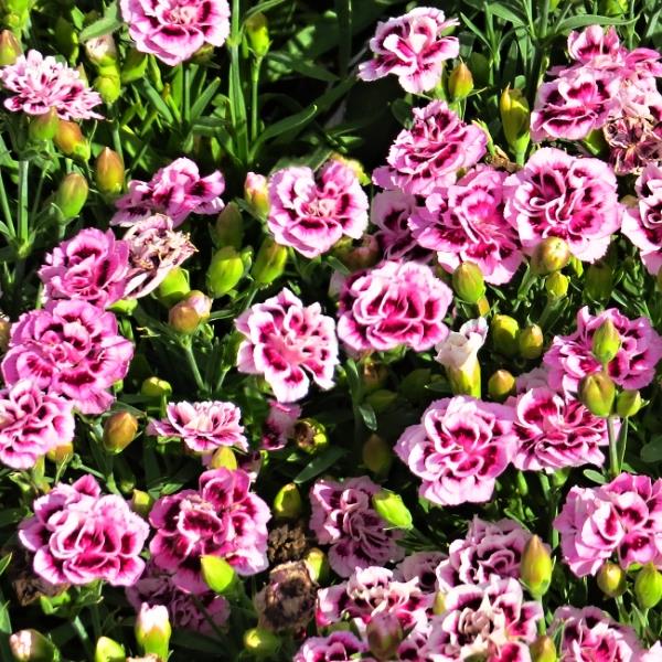 Dianthus Dynamic Purpleand White