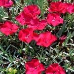Dianthus gratianopolitanus Rubín