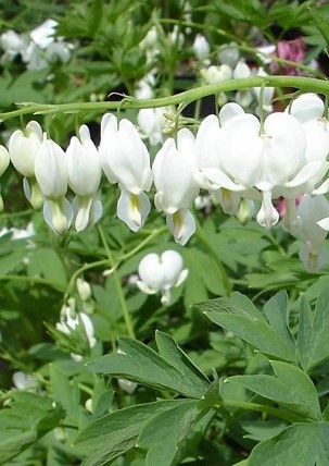 Dicentra spectabilis Alba