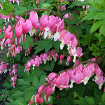 Dicentra spectabilis