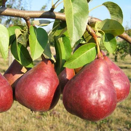 Pyrus  communis Dicolor