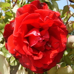 Rosa hybr. (PN)  Don Juan
