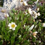 Dryas suendermannii
