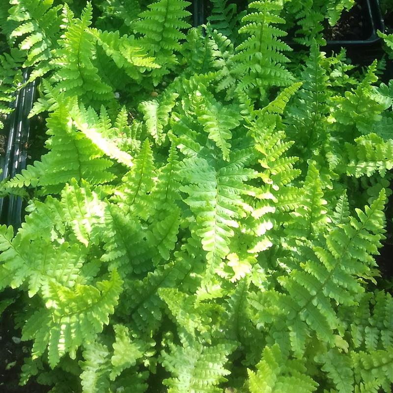 Dryopteris affinis Crispa