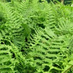 Dryopteris affinis Cristata ( syn. D. affinis The King )