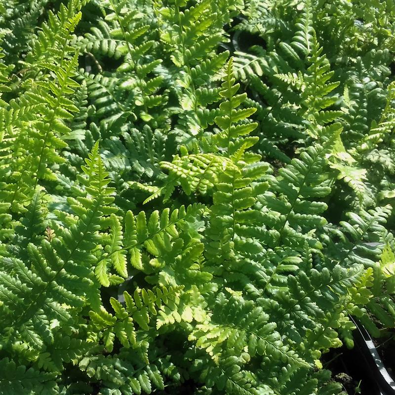 Dryopteris affinis