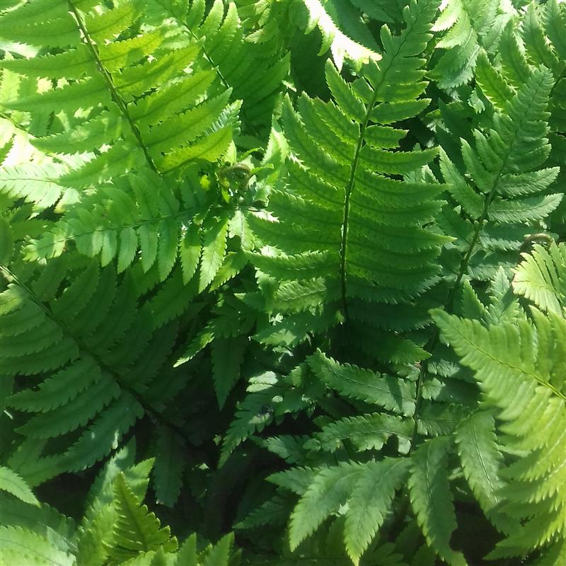 Dryopteris cycadina (syn. atrata)