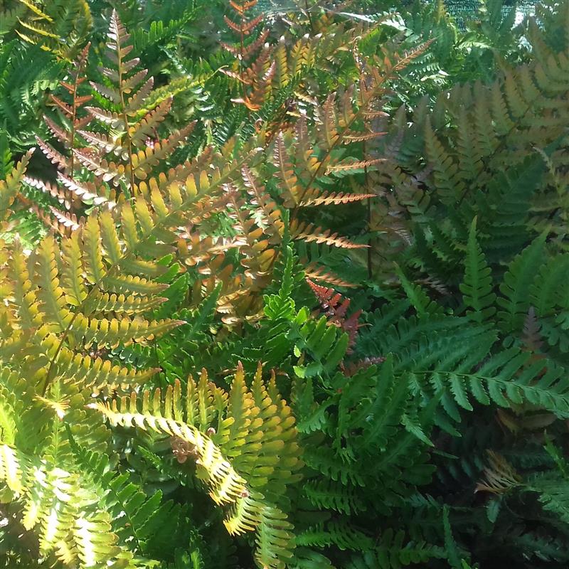 Dryopteris erythrosora