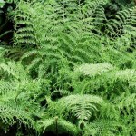 Dryopteris filix mas Linearis Polydactylis