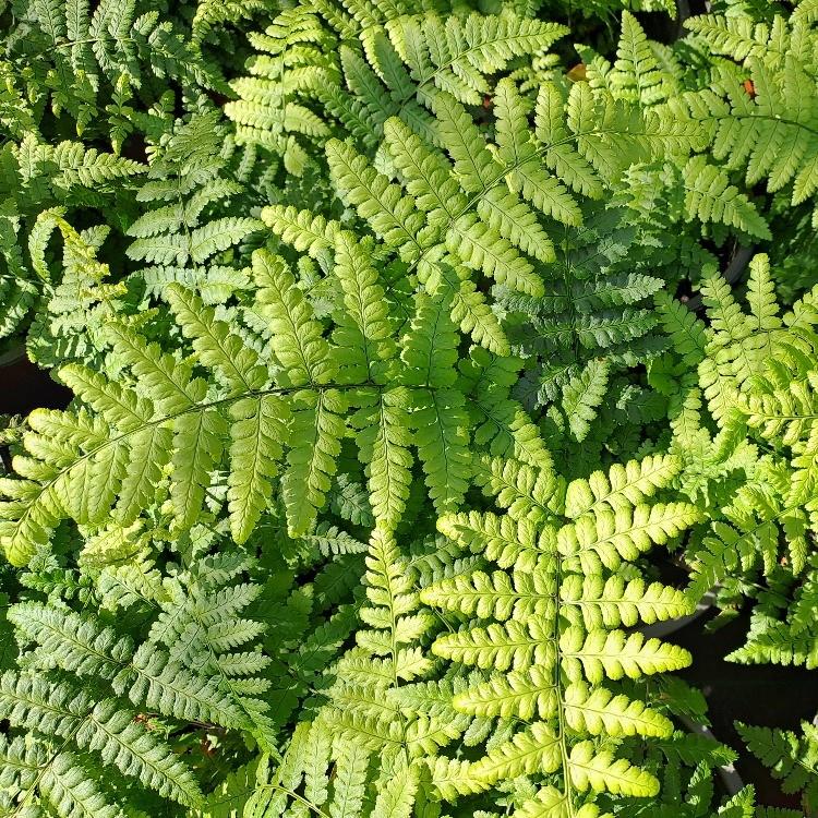 Dryopteris remota