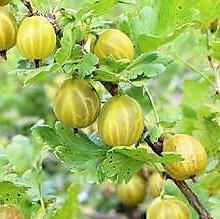 Grossularia uva-crispa Dukát