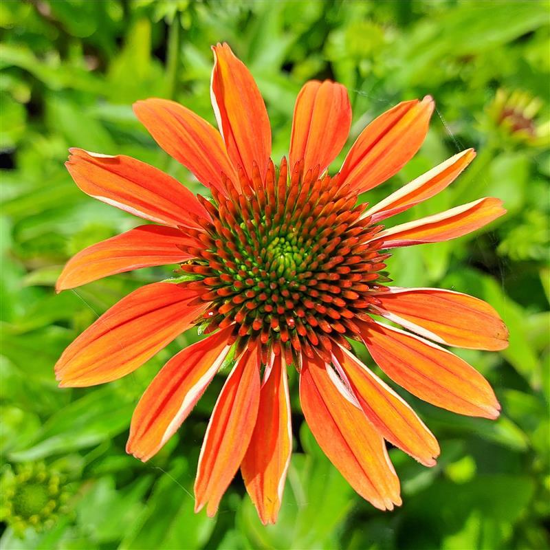 Echinacea purpurea Praire Blaze Orange Sunset