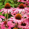 Echinacea purpurea Praire Splendor Compact Rose