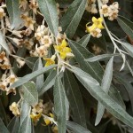 Elaeagnus angustifolia