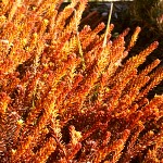 Empetrum nigrum Bernstein