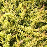 Empetrum nigrum Zitronella