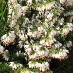 Erica carnea Schneekuppe