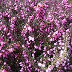 Erica darleyensis Kramer´s Rote