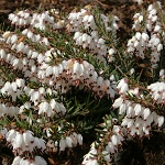 Erica darleyensis White Perfection