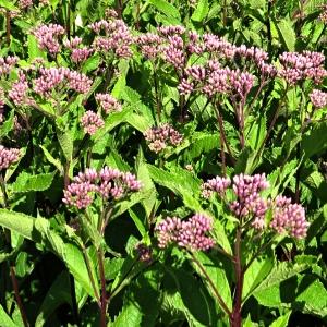 Eupatorium maculatum Phantom