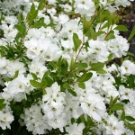 Exochorda racemosa Snow Mountain