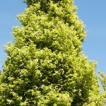 Fagus sylvatica Dawyck Gold