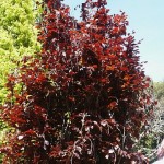 Fagus sylvatica Dawyck Purple