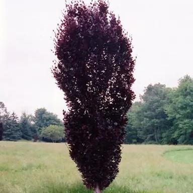 Fagus sylvatica Red Obelisk