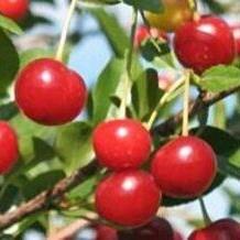 Prunus cerasus Favorit