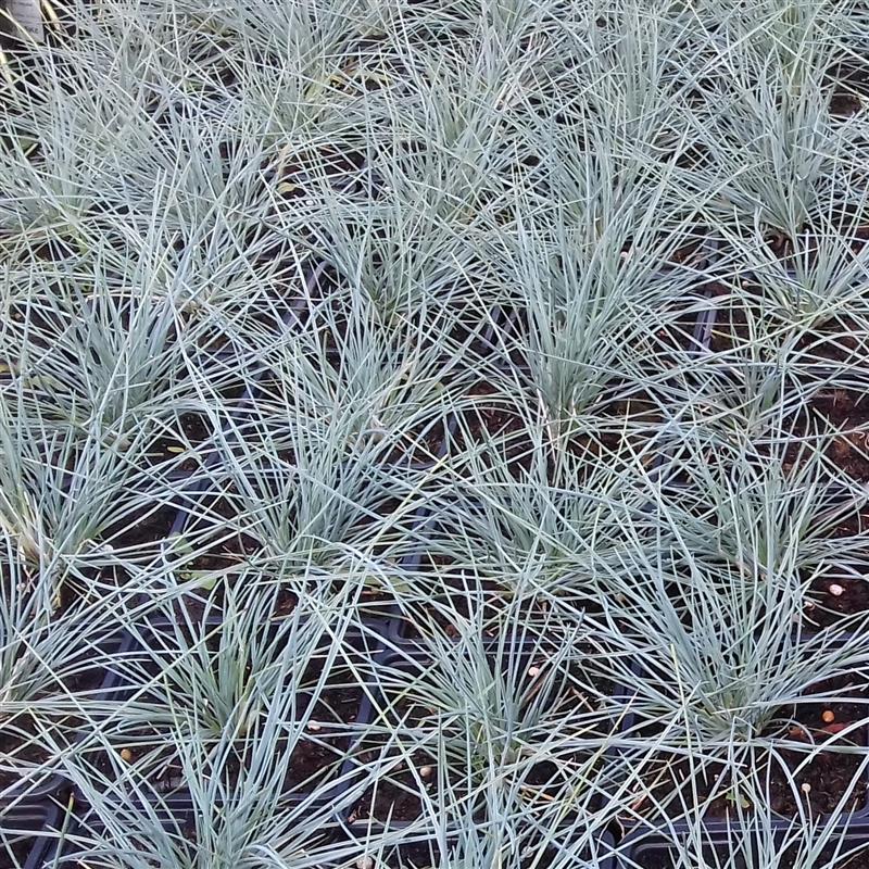 Festuca cinerea Kitty Dark Blue