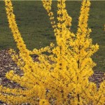 Forsythia x intermedia Primulina