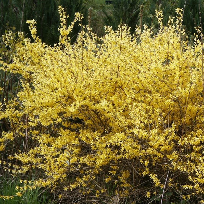 Forsythia x intermedia Golden Nugget