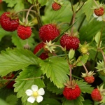 Fragaria vesca Andy Falls