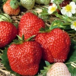 Fragaria x ananassana Loran F1 White