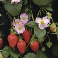 Fragaria x Roman F1 Pink