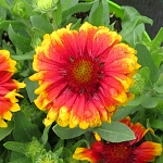 Gailardia aristata Arizona Sun